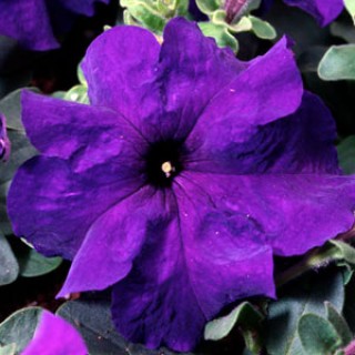 Петуния грандифлора Танго Блю [1000 драже] - ООО «Семена Тут»