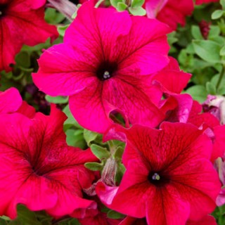 Петуния грандифлора Танго Бургунди [1000 драже] - ООО «Семена Тут»