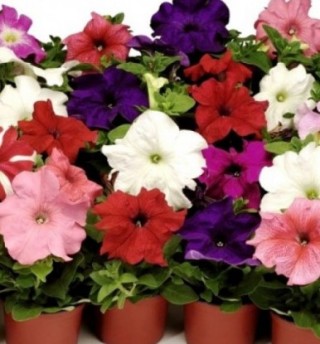 Петуния грандифлора Танго Микс [1000 драже] - ООО «Семена Тут»