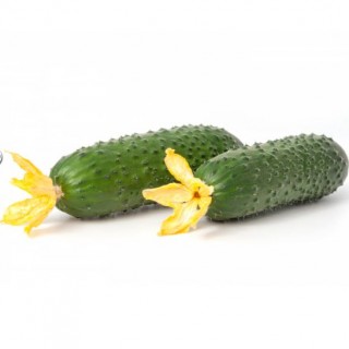 img-1: Огурец Тезис F1 - ООО «Семена Тут»