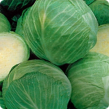 Капуста белокочанная Эластор F1 - ООО «Семена Тут»