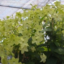 Табак Саратога Лайм [100 драже] - ООО «Семена Тут»