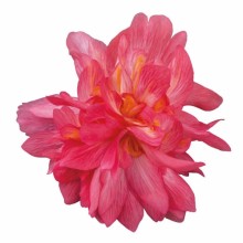 img-1: Бегония Фанки Пинк [1000 драже] - ООО «Семена Тут»