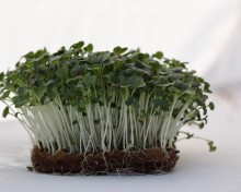 img-1: Капуста японская Мицуна красная Сангрия МЗ - ООО «Семена Тут»