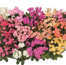 Левизия Элиза Микс [1000 шт] - ООО «Семена Тут»