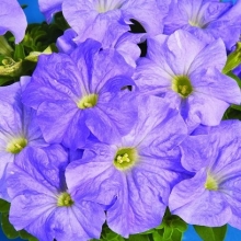 Петуния грандифлора Дримс Скай Блю [1000 драже] - ООО «Семена Тут»