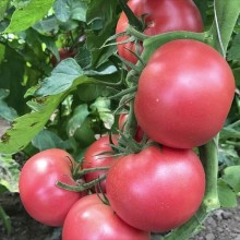Томат Алеша Попович - ООО «Семена Тут»