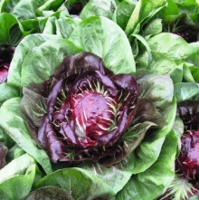 Цикорий Россини F1 листовой Радичио Россо - ООО «Семена Тут»