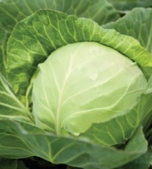 Капуста белокочанная Текила F1 - ООО «Семена Тут»