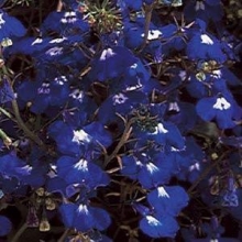 Лобелия ампельная Регата Сапфир [5000 м/драже] - ООО «Семена Тут»
