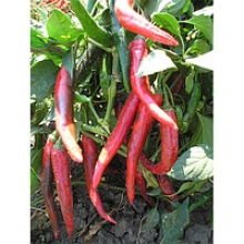 Перец острый Сафьян F1 - ООО «Семена Тут»