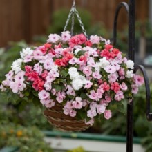 img-1: Бальзамин махровый Афина Микс [1000 шт]* - ООО «Семена Тут»