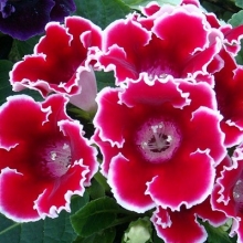 Глоксиния Импресс Ред Пикоти [1000 драже] - ООО «Семена Тут»