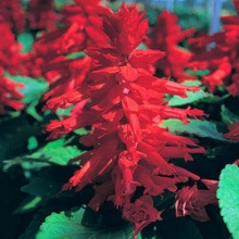 Сальвия Сизлер Ред [100 шт] - ООО «Семена Тут»