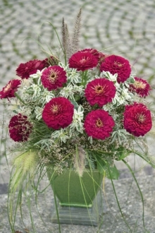 img-1: Цинния Гиганты Бенари Вайн [100 шт] - ООО «Семена Тут»