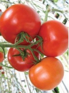 Томат Макарена F1 - ООО «Семена Тут»