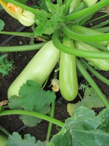 Кабачок Грация F1 - ООО «Семена Тут»