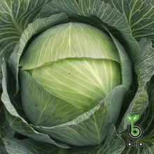 Капуста белокочанная Экспект F1 - ООО «Семена Тут»