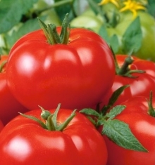 Томат Маныч F1 - ООО «Семена Тут»
