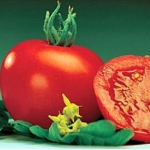 Томат Маунтин Спринг F1 - ООО «Семена Тут»