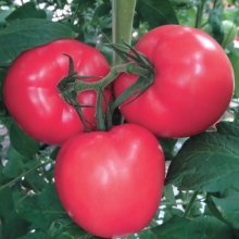 Томат Мамба F1 - ООО «Семена Тут»