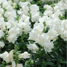 Львиный зев махровый Твинни Вайт [250 шт] - ООО «Семена Тут»