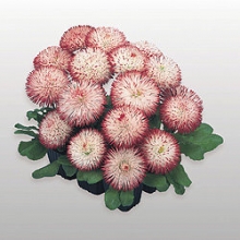 Маргаритка Хабанера Вайт виз  Ред Типс [1000 драже] - ООО «Семена Тут»