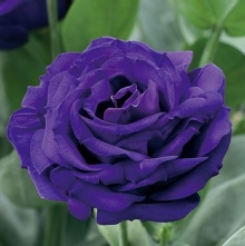 Эустома Арена 3 Парпл  [500 драже] - ООО «Семена Тут»