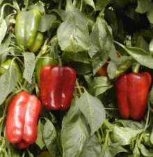 Перец Омброне F1 - ООО «Семена Тут»