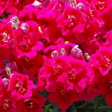 Львиный зев махровый Твинни Виолет [250 шт] - ООО «Семена Тут»