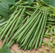 Фасоль Водопад зеленый - ООО «Семена Тут»