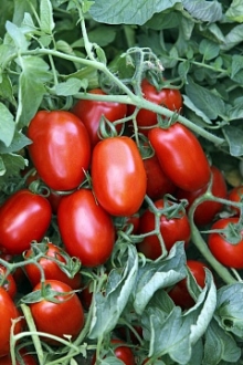 img-1: Томат Ретана F1 - ООО «Семена Тут»