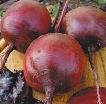 Свекла Модана F1 - ООО «Семена Тут»