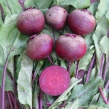 Свекла Монополи - ООО «Семена Тут»
