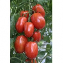 Томат Сиртаки F1 - ООО «Семена Тут»