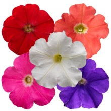 Петуния ампельная БУМ Микс [1000 драже] - ООО «Семена Тут»