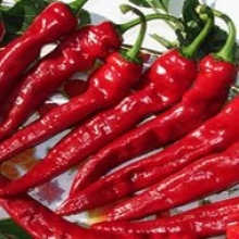 Перец острый Кохиба - ООО «Семена Тут»