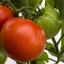 Томат Корвинус F1 - ООО «Семена Тут»