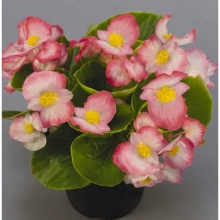 Бегония вечноцветущая Спринт Плюс Блаш [1000 драже] - ООО «Семена Тут»