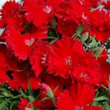 Гвоздика Диана Скарлет [1000 шт] - ООО «Семена Тут»