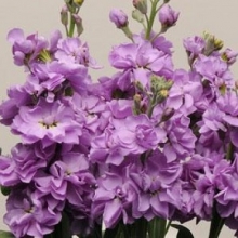 Маттиола Кац Лавендер Блю [250 шт] - ООО «Семена Тут»