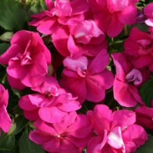 Бальзамин махровый Афина Брайт Парпл [1000 шт]* - ООО «Семена Тут»