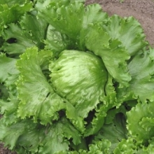 Салат Крупнокочанный - ООО «Семена Тут»