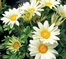 Газания Энорма Ванилла [1000 шт] - ООО «Семена Тут»