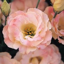 Эустома Арена 3 Шампань  [500 драже] - ООО «Семена Тут»