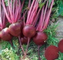 Свекла Цеппо F1 (фракция 2,75-3,50 мм) - ООО «Семена Тут»