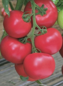 Томат Пинк Импрэшн F1 - ООО «Семена Тут»