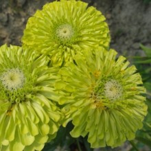 Цинния Квини Лайм [100 шт] - ООО «Семена Тут»