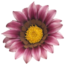 img-1: Газания Зени F1 Пинк [1000 шт] - ООО «Семена Тут»