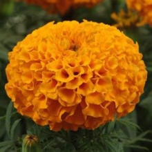 Бархатцы прямостоячие Тайшан Оранж [20 шт] - ООО «Семена Тут»